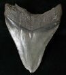 Bargain Megalodon Tooth - South Carolina #16565-2